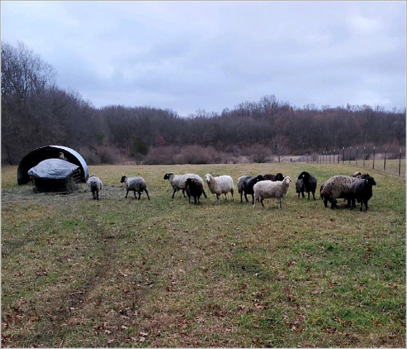 Idaho ewes here on my farm in Michigan. Photo: Letty Klein.